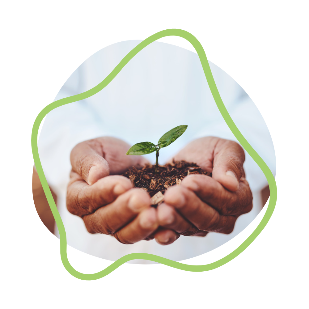 Photo of hands holding a budding plant with a wiggly green line around the image